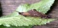 Sericostoma personatum